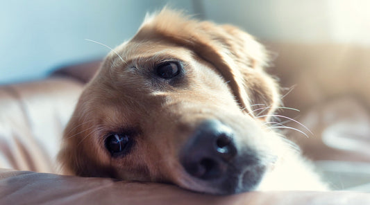Vómito amarillo en perros: Origen y causas
