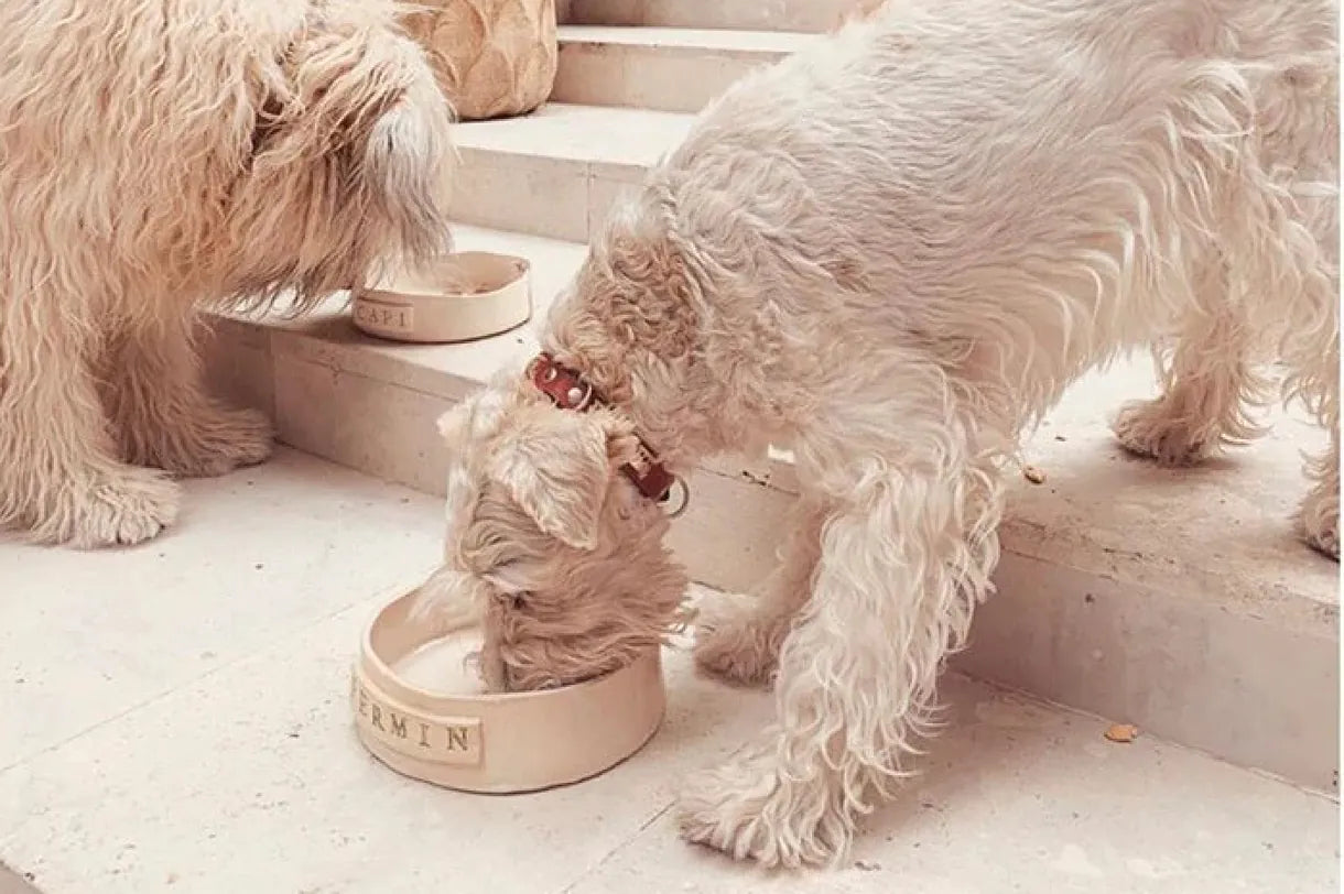 'Living' la vida perruna: el universo canino se refina con cuidados 'premium', hoteles con spa y colecciones de moda a juego con los dueños