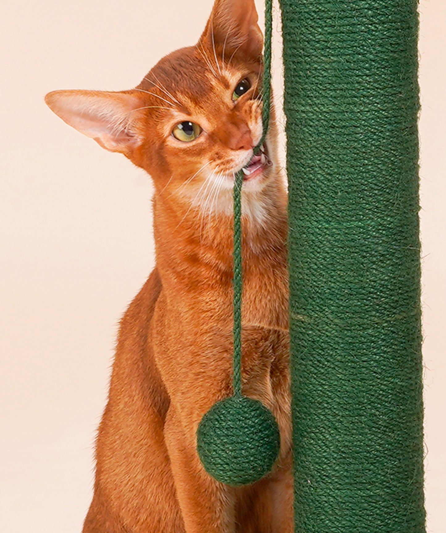 Cactus Cat