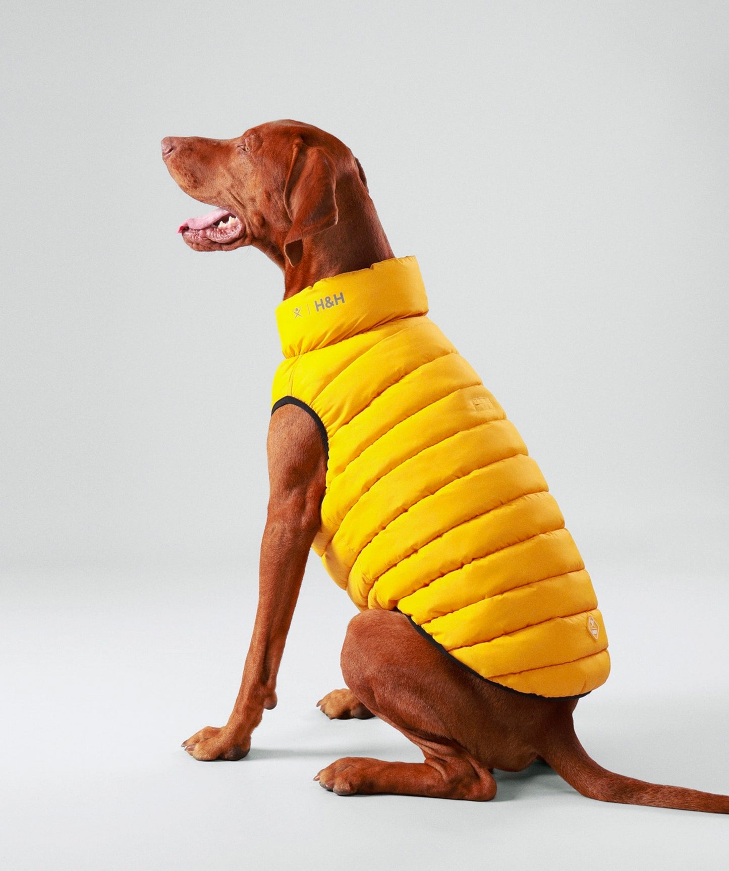 Hackett dog puffer jacket