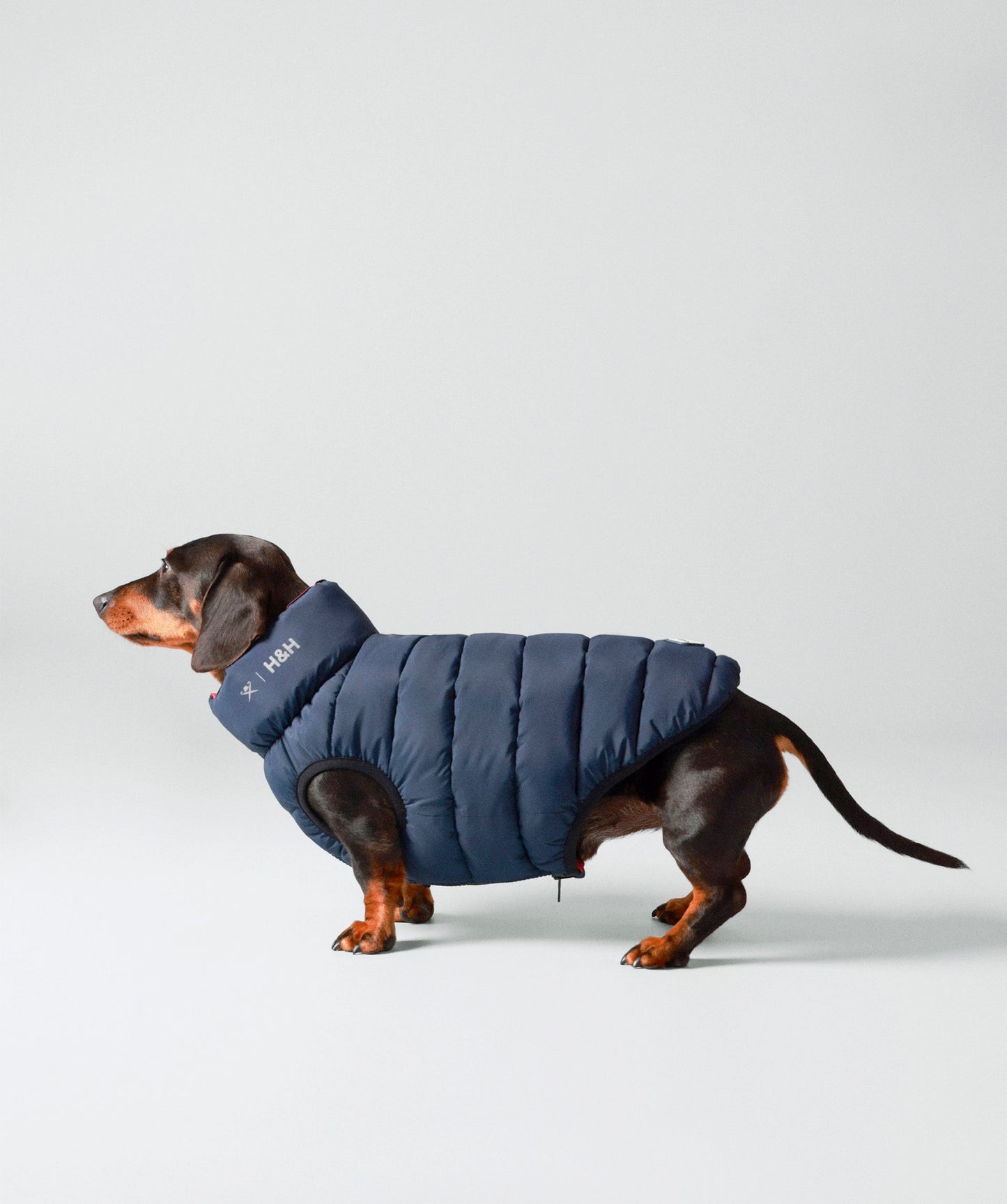Hackett dog puffer jacket
