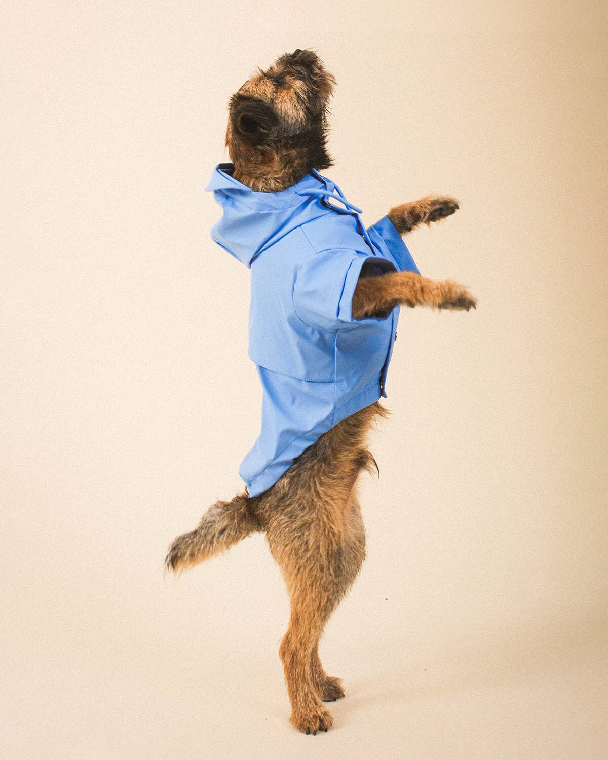 Blue Dog Raincoat - chubasquero