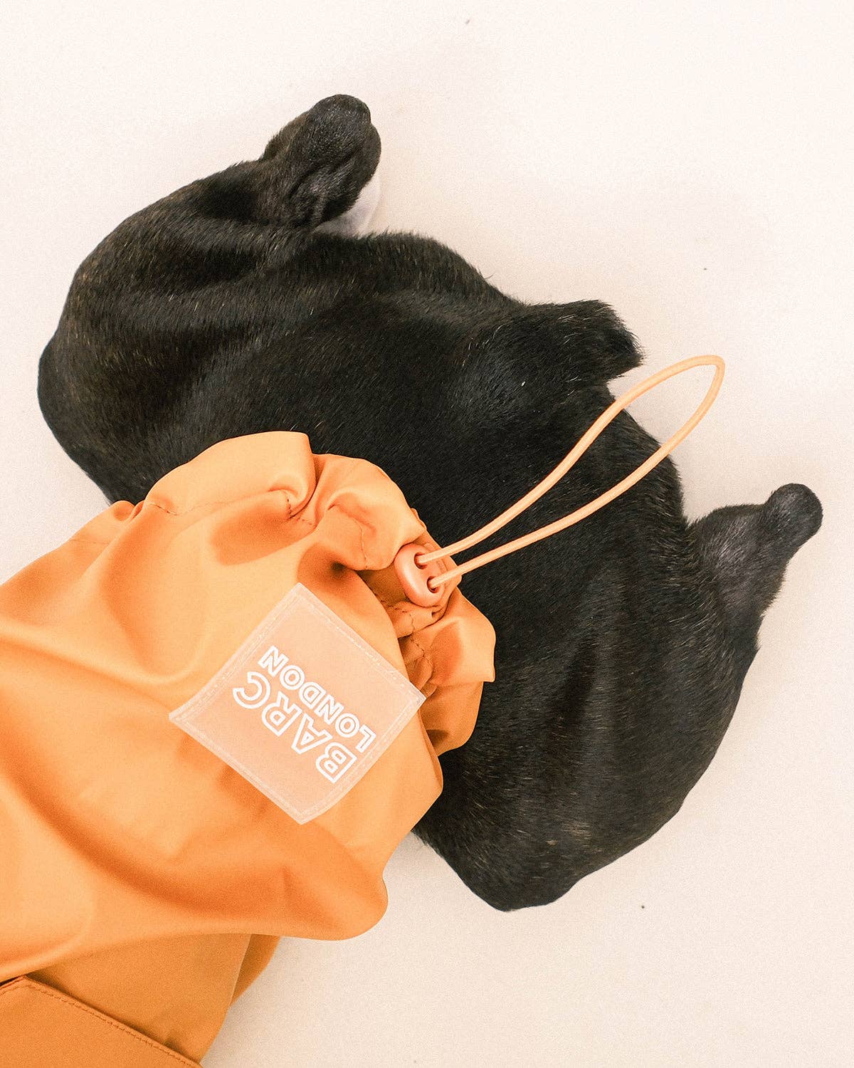Orange Dog Raincoat - chubasquero
