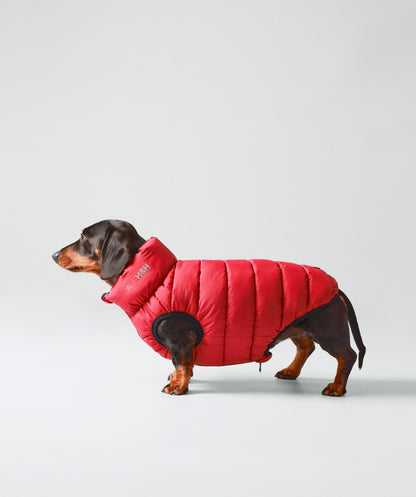 Hackett dog puffer jacket
