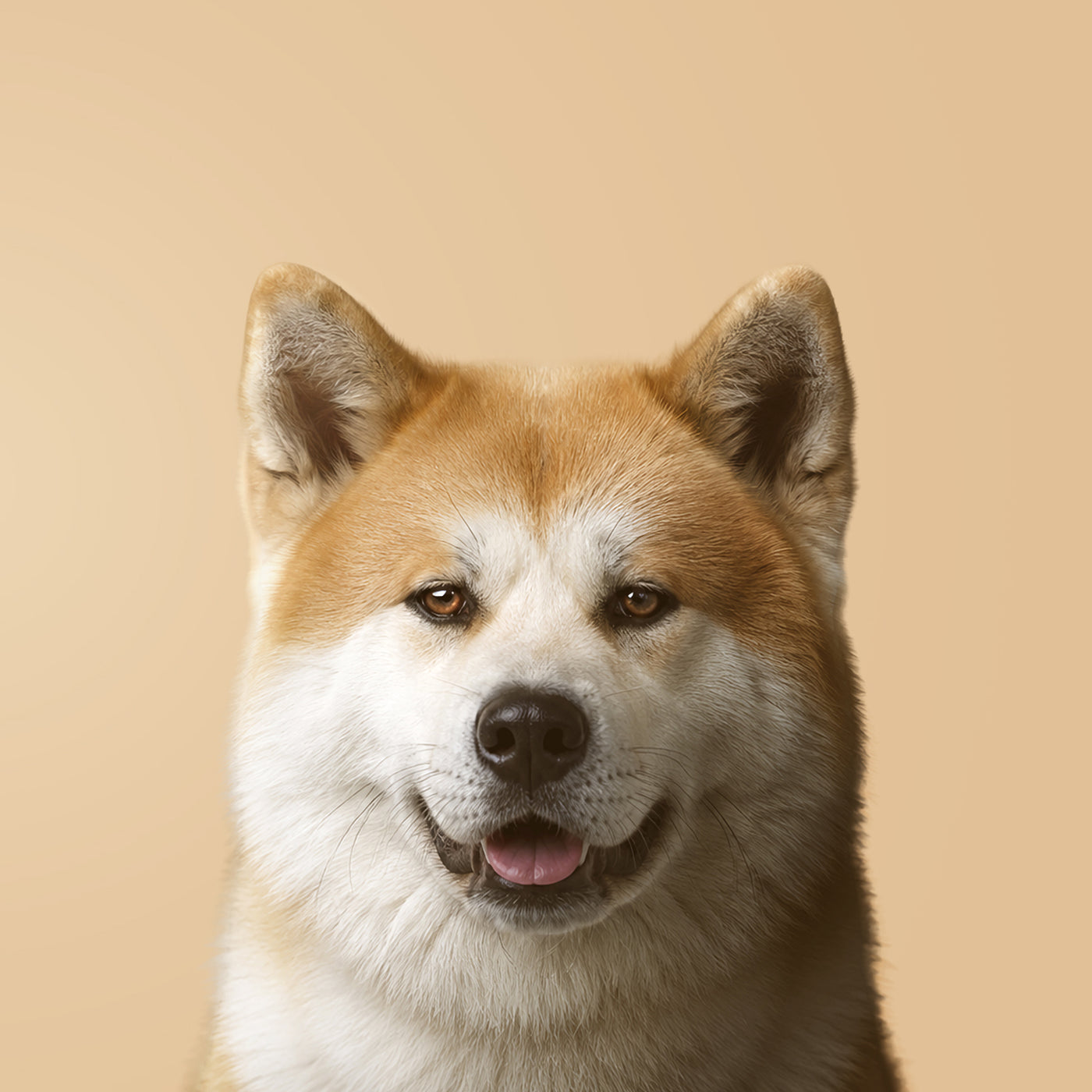 Akita Inu