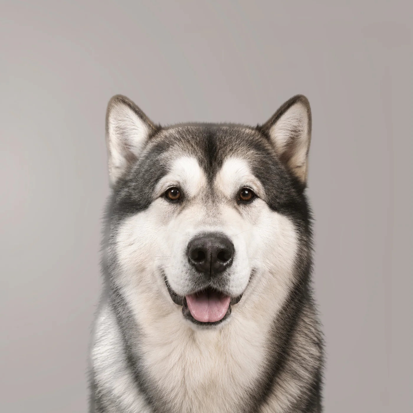 malamute de l'Alaska