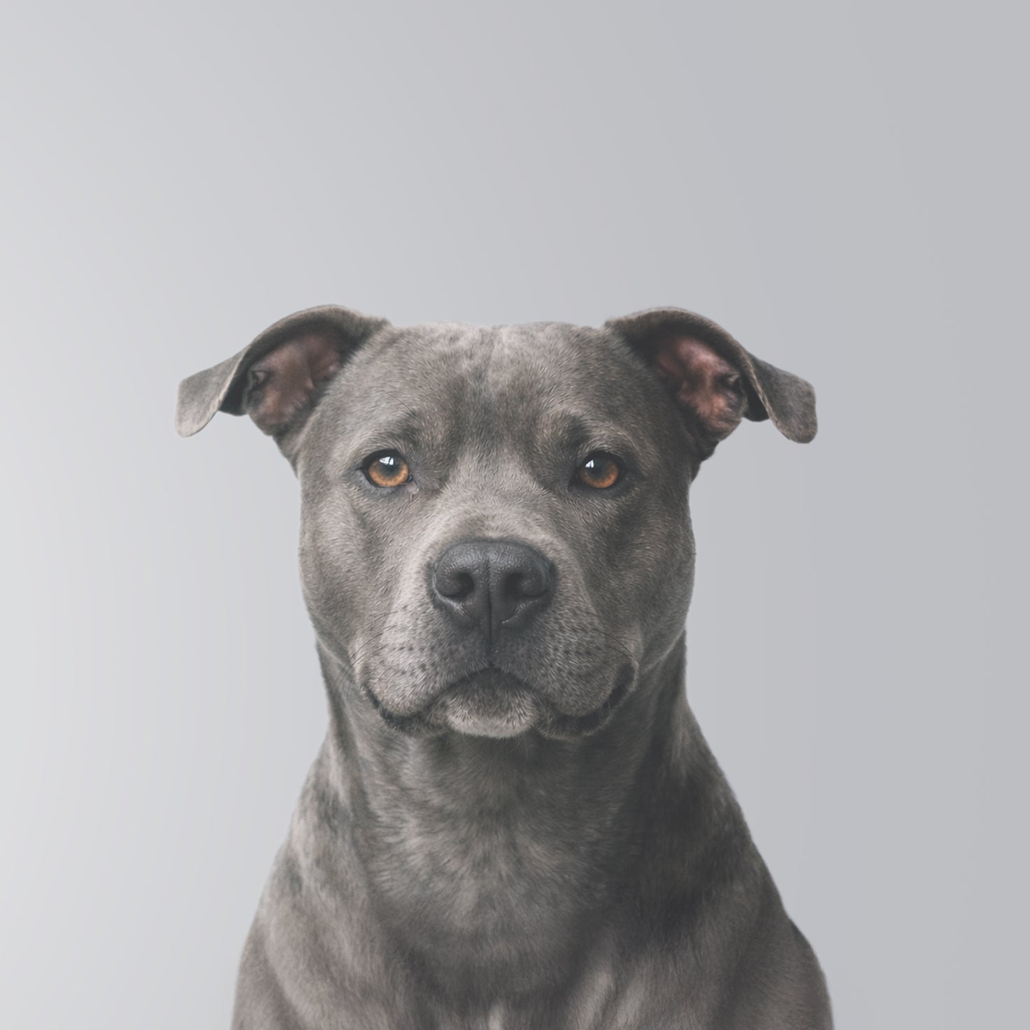 image-banner