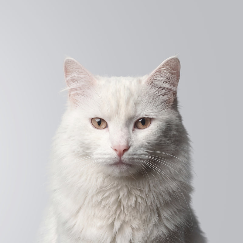 Turkse Angora kat