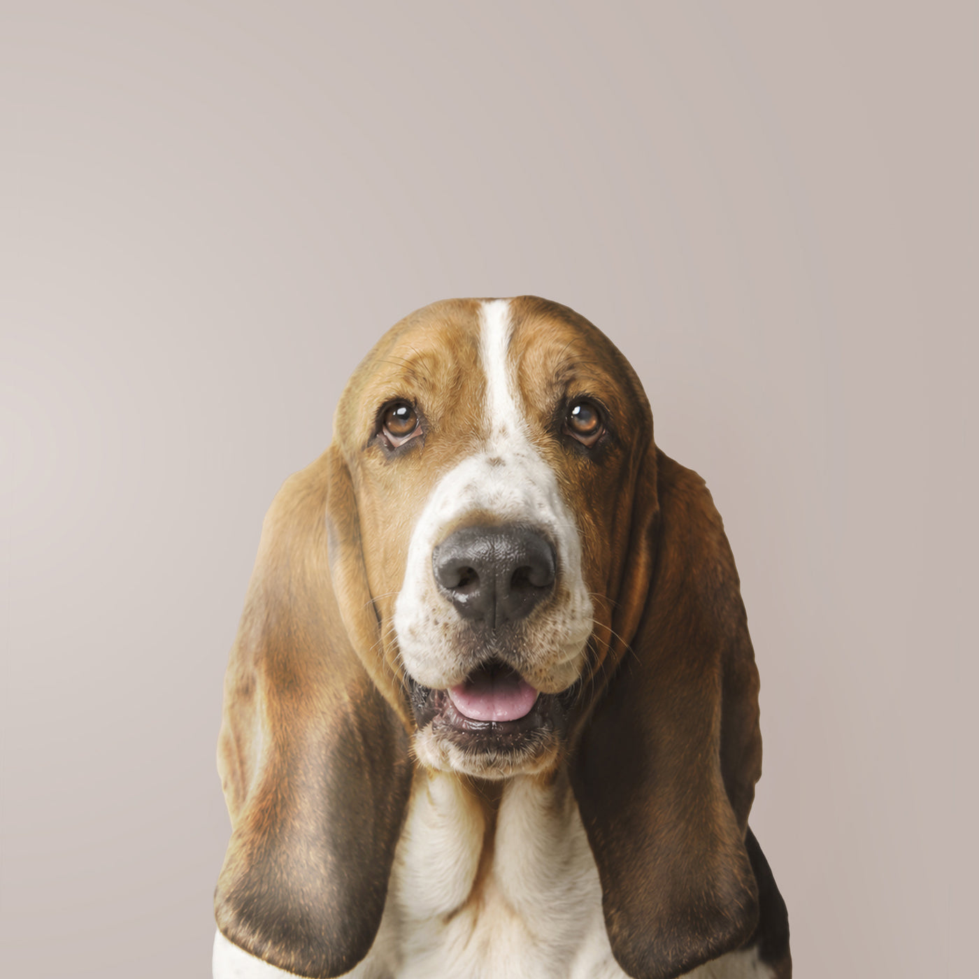 Basset Hound