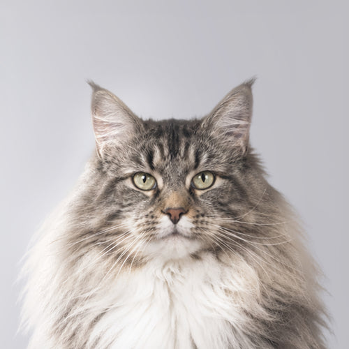 Norwegische Waldkatze