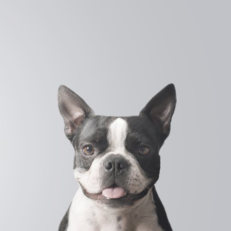 Boston Terrier