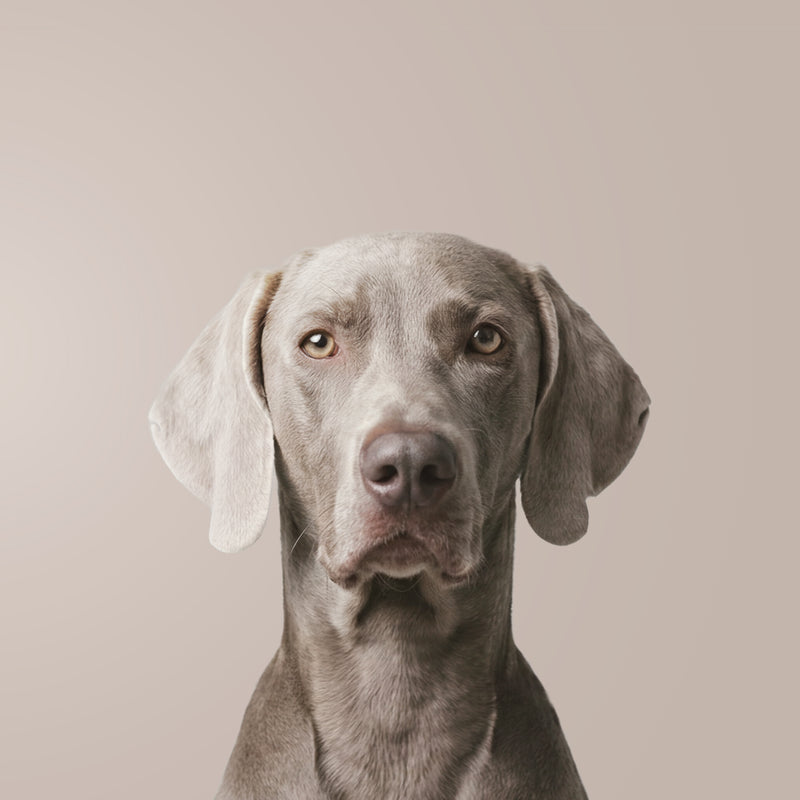 Weimaraner