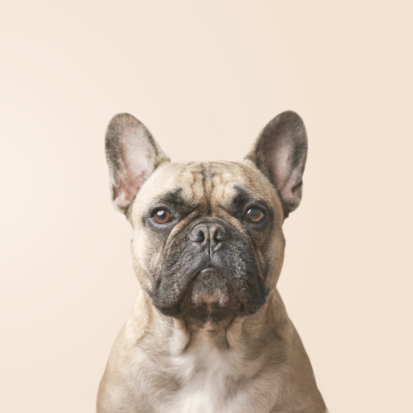 Bulldog francés