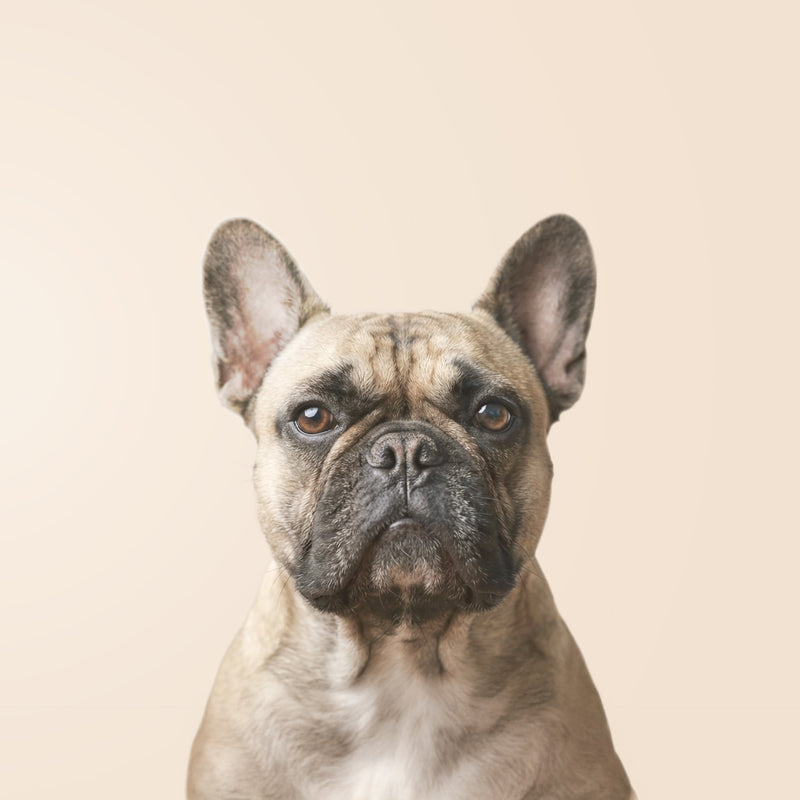 Bulldog francese