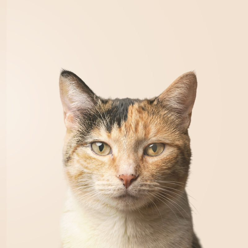 Calicokat of driekleurige kat