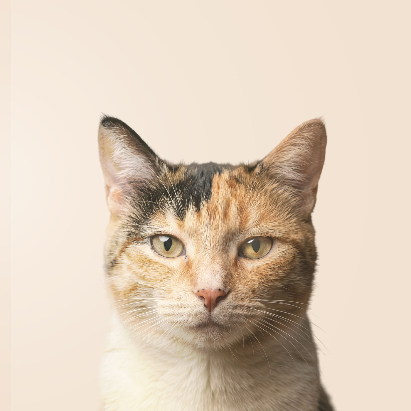 Gatto Calico o Tricolore