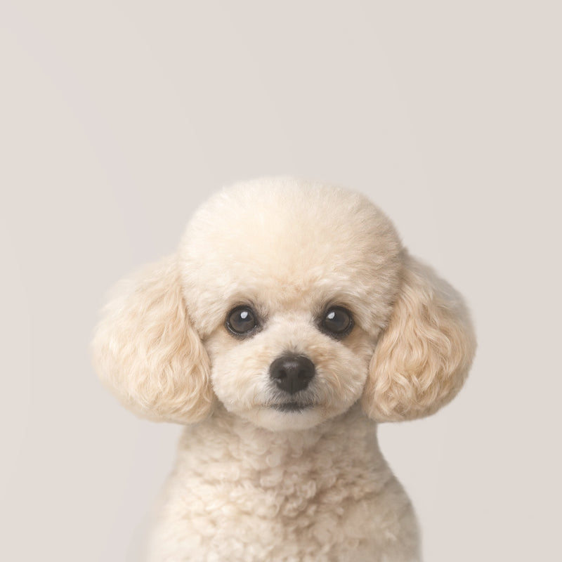Toy Pudel