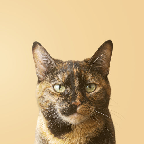 Gato Carey