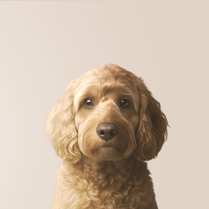 Cockapoo