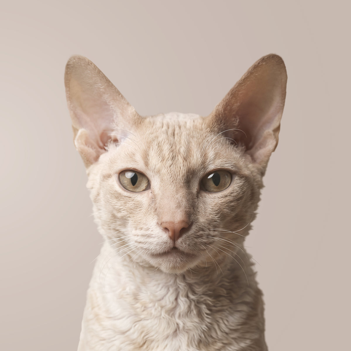 Cornish Rex