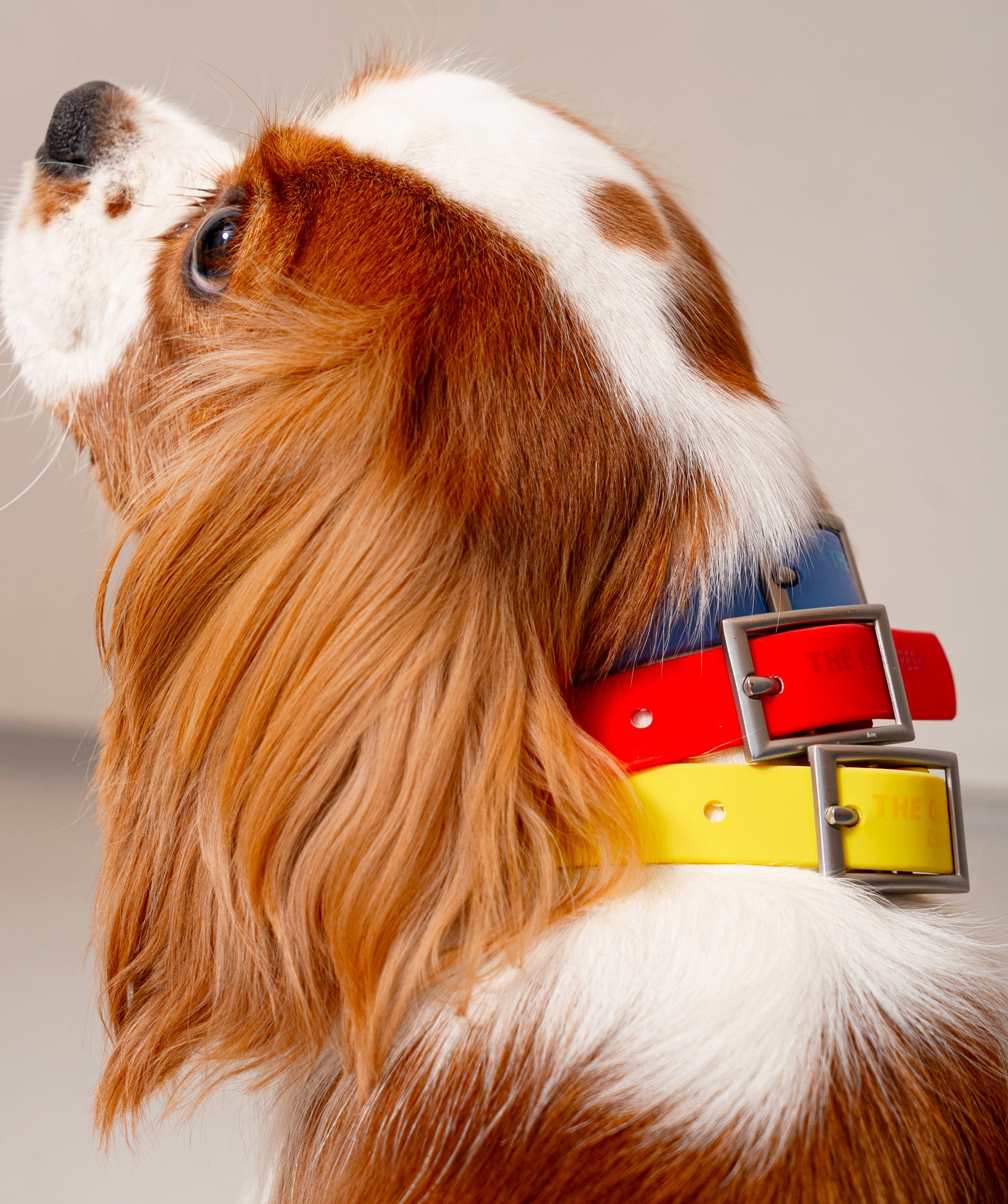Smart Dog Collar