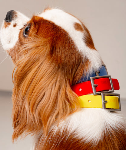 Smart Dog Collar
