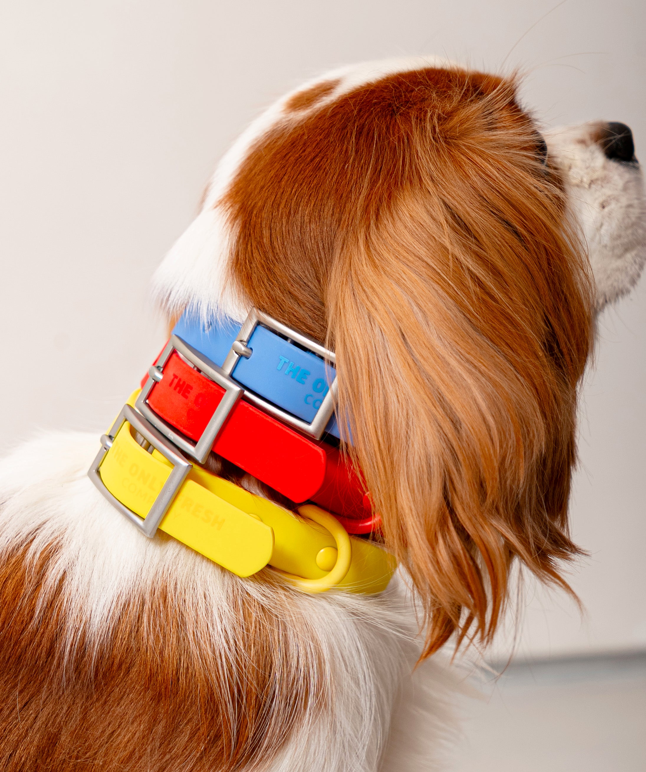 Smart Dog Collar