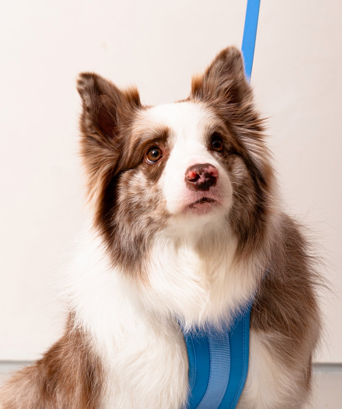 Smart Harness