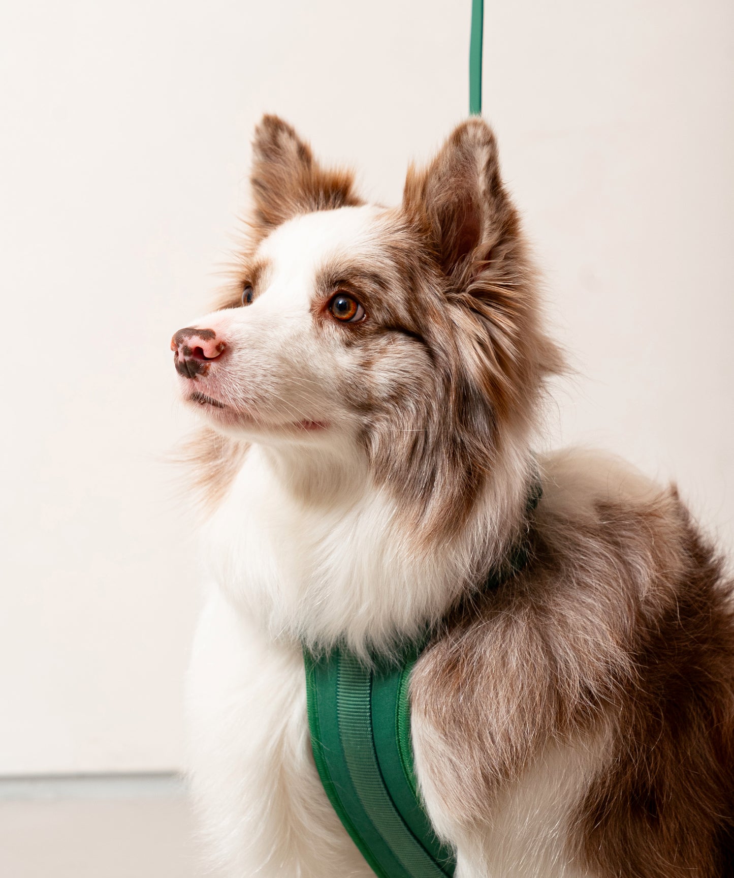Smart Harness