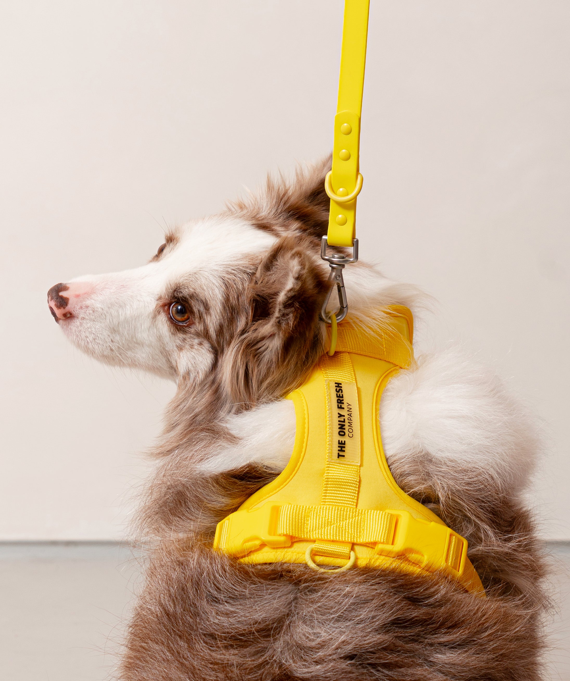 Smart Harness