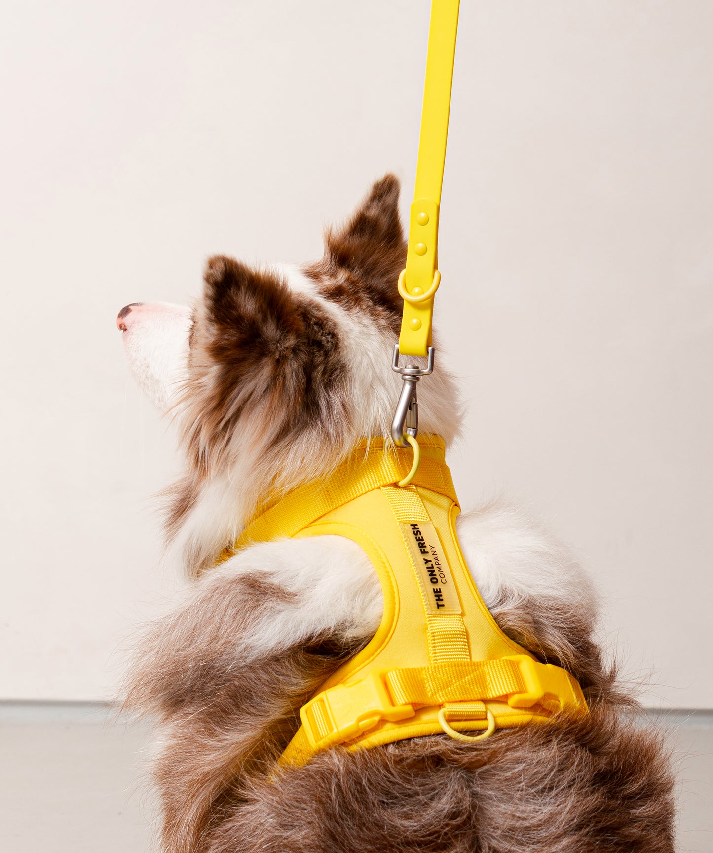 Smart Harness