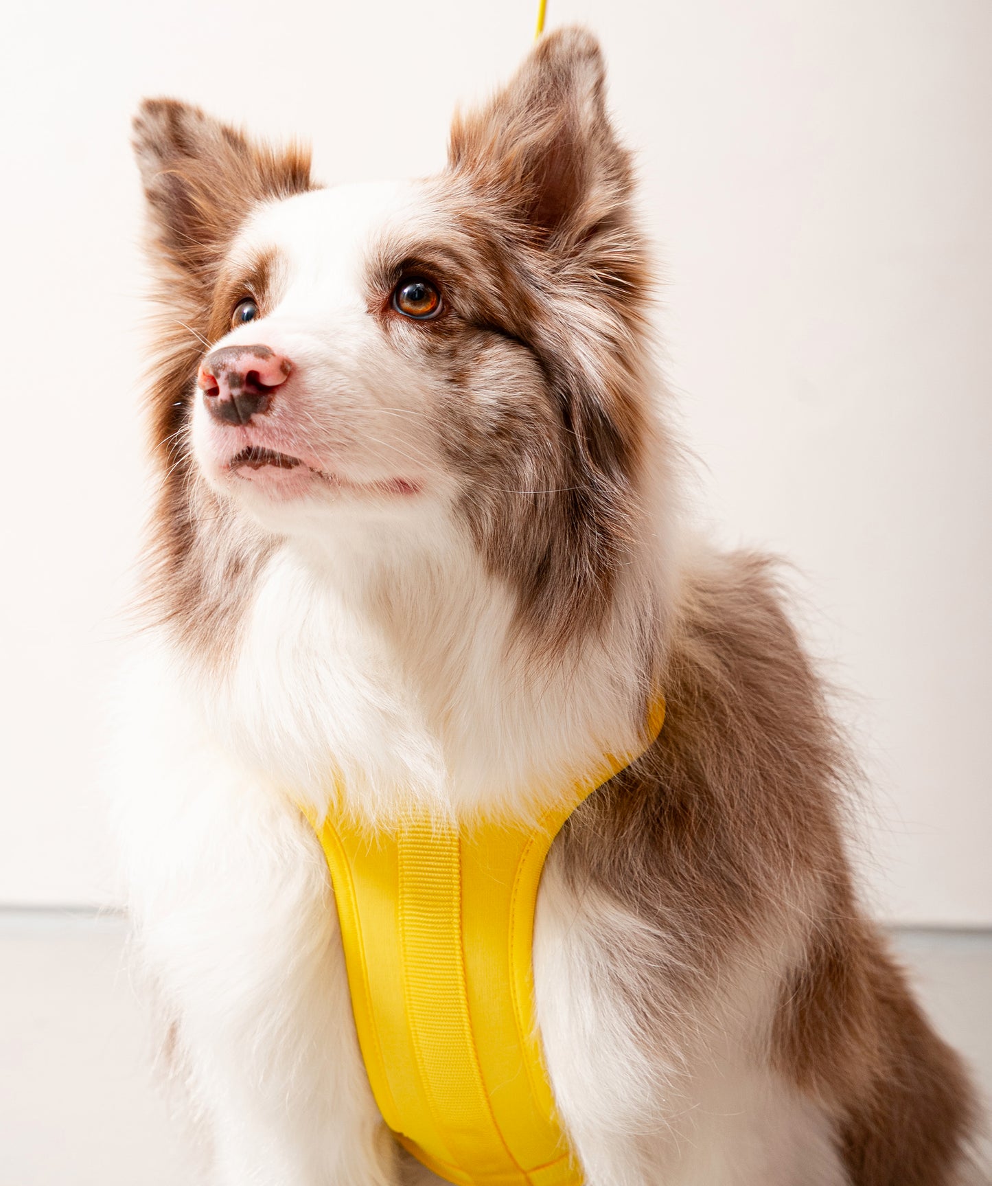Smart Harness