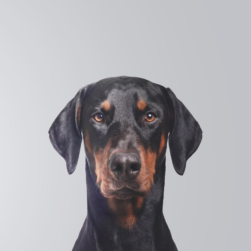 Doberman