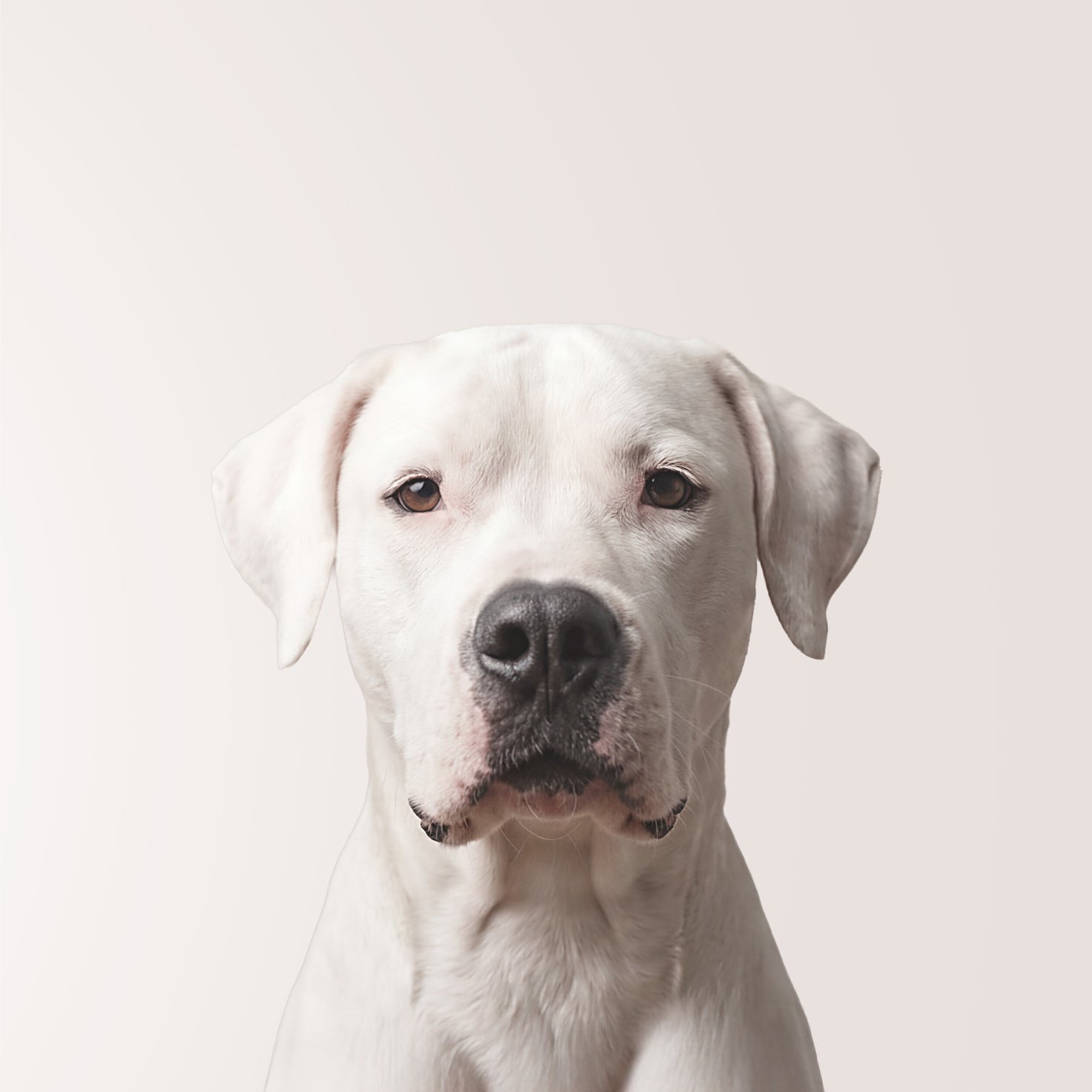 Dogo argentino