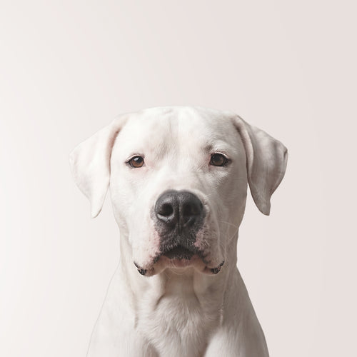 Dogo Argentino