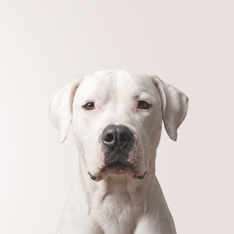 Argentinischer Dogge