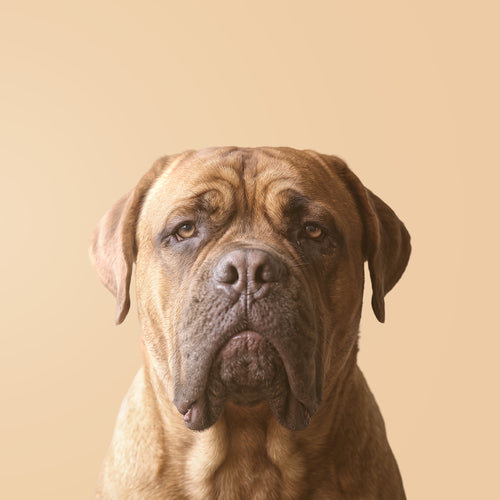 Dogo de Burdeos