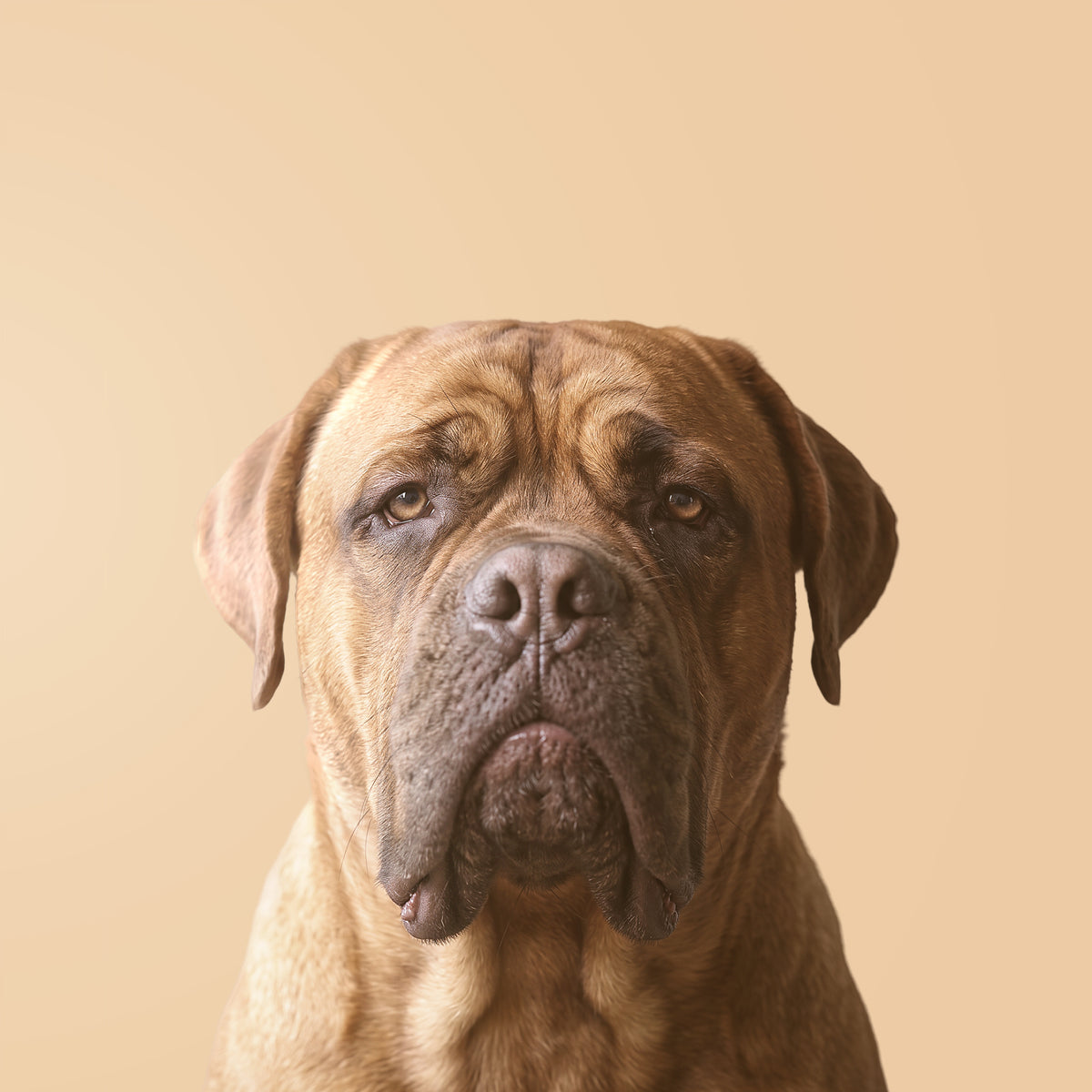 Bordeaux-Dogge