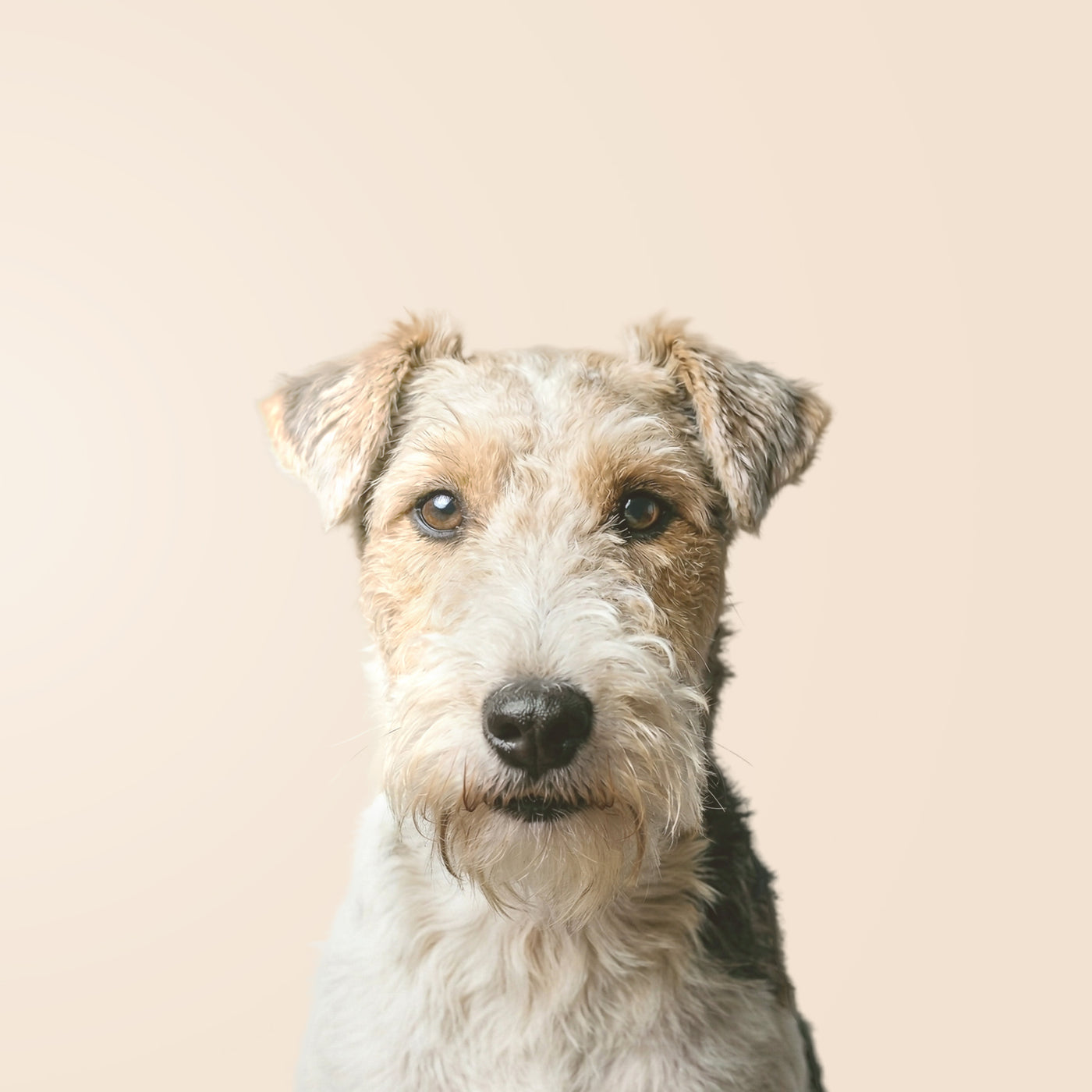 Wire Fox Terrier