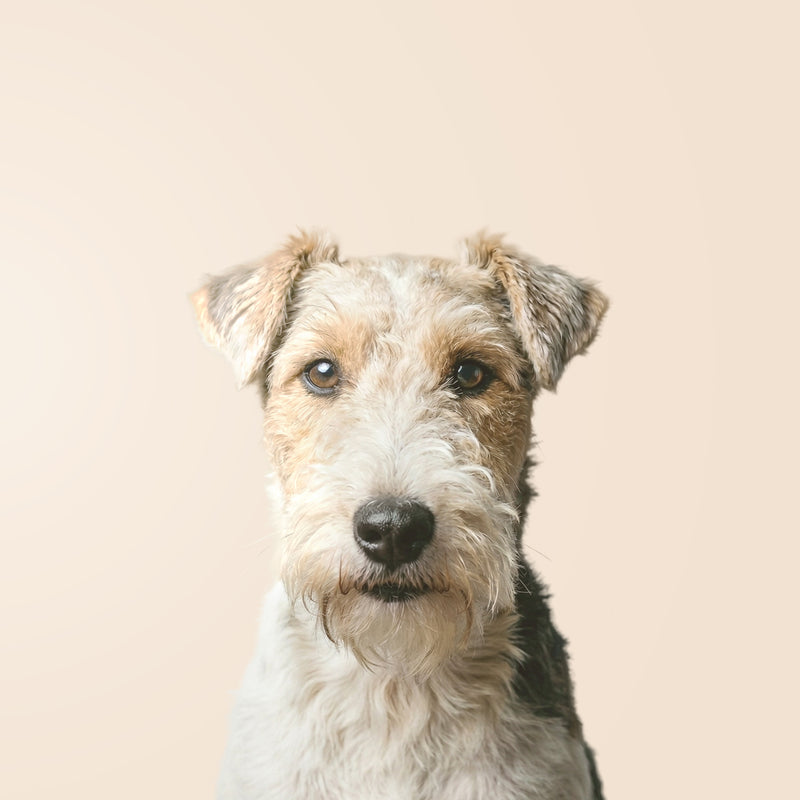 Drahthaar-Foxterrier