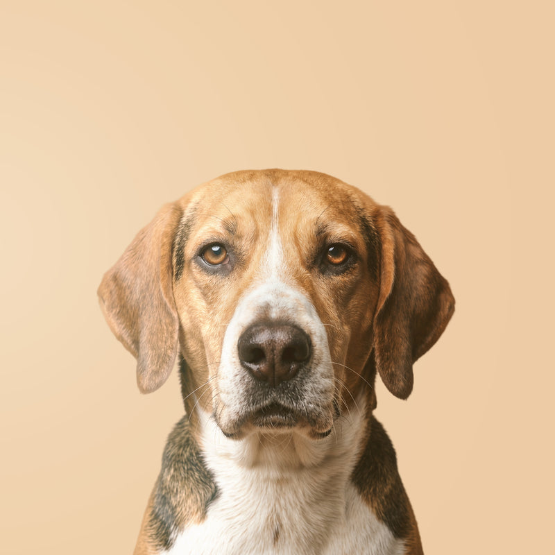 Fuchs Hound
