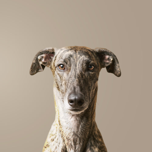 Galgo Español