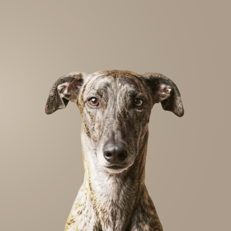 Spanischer Galgo