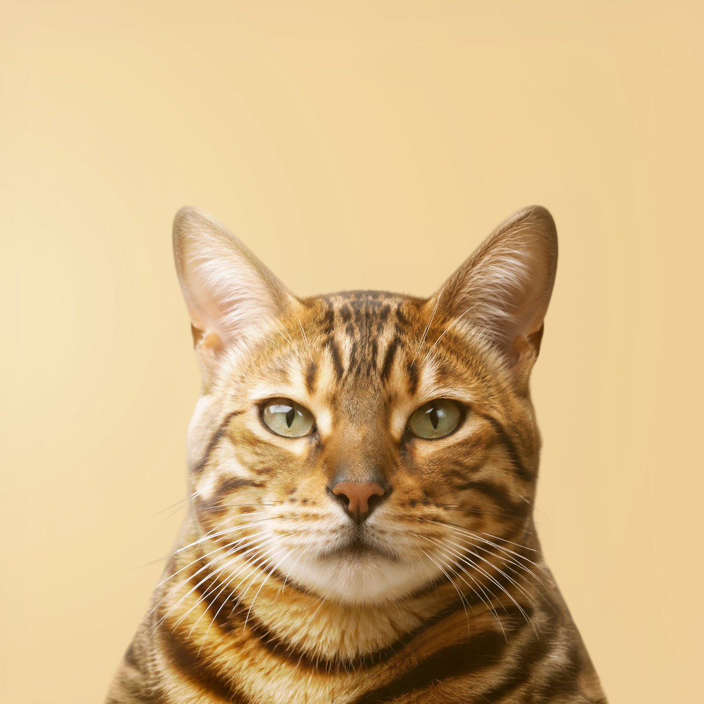 Chat Bengal