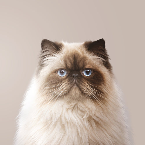 Gato Himalayo