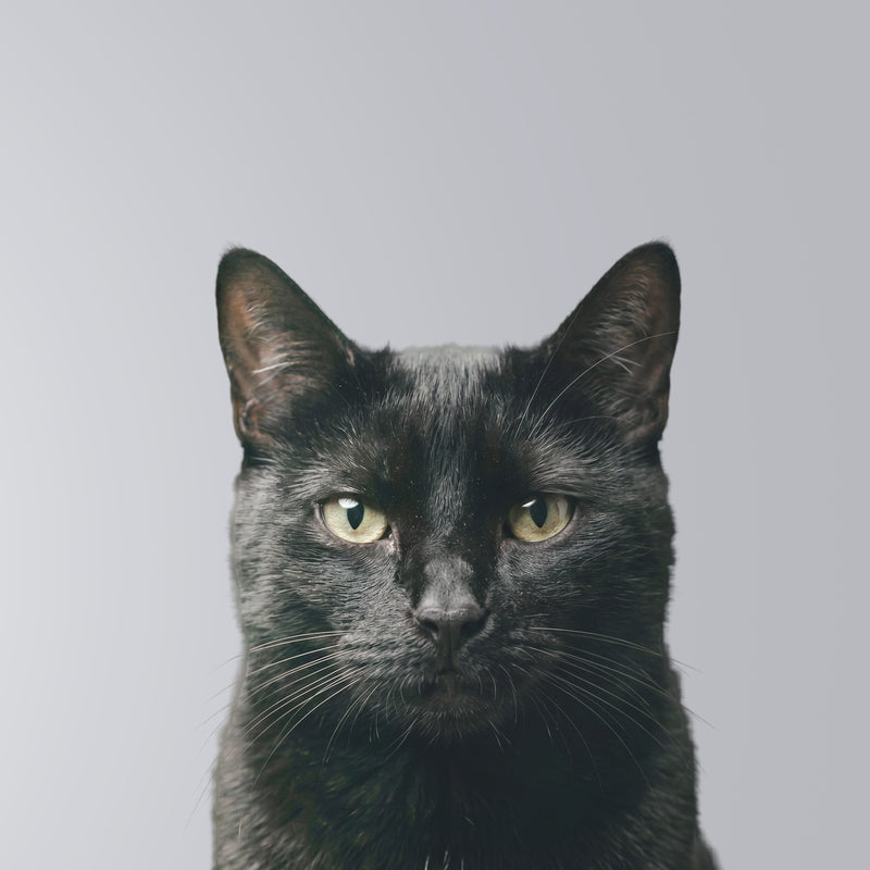 Zwarte Kat