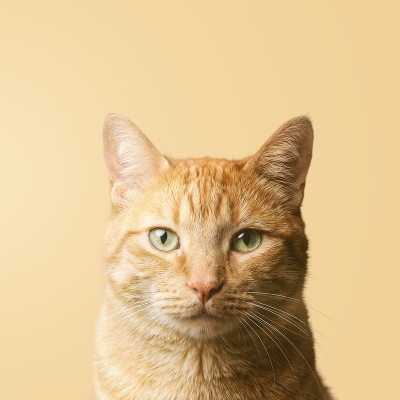 Oranje Katten