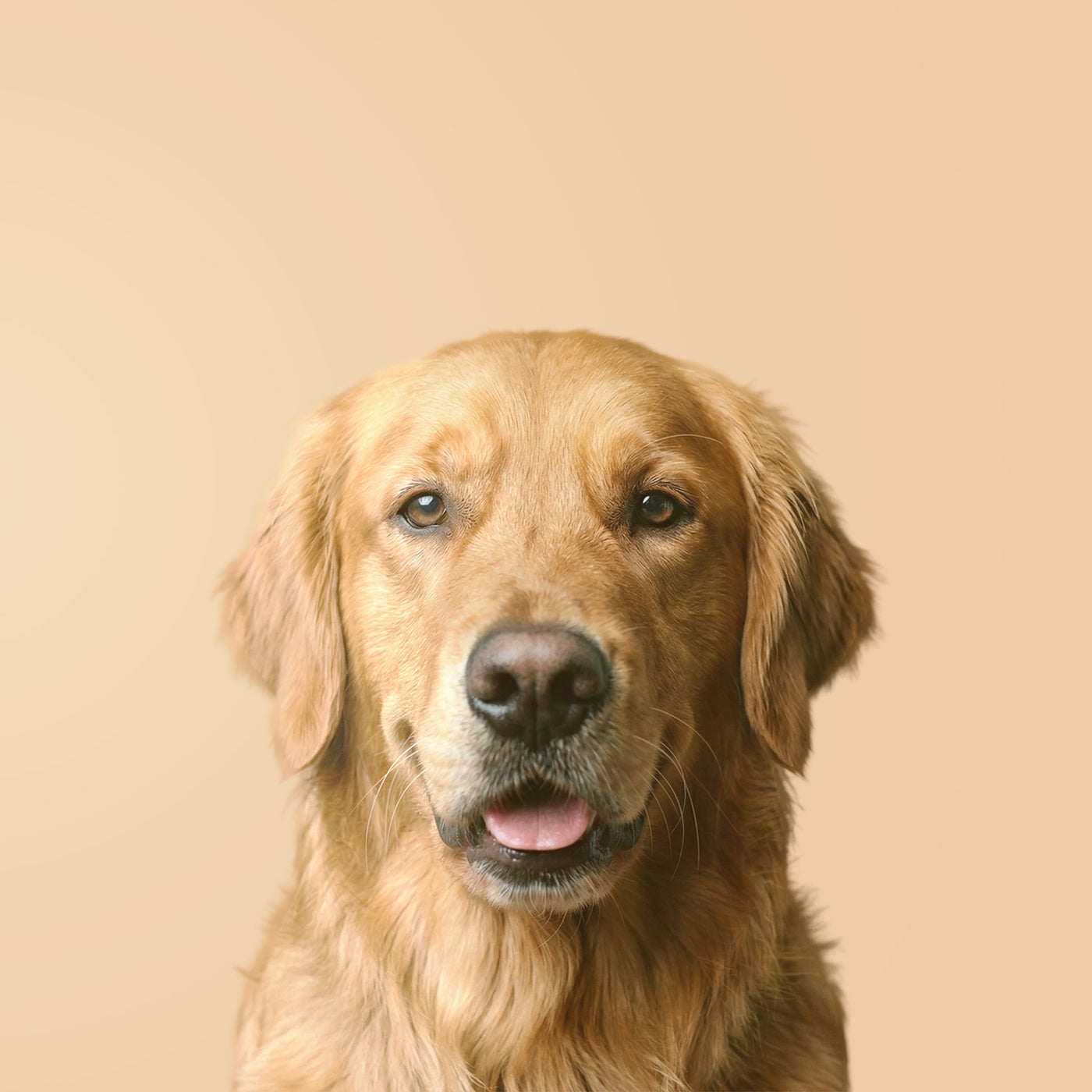 Retriever Dorato