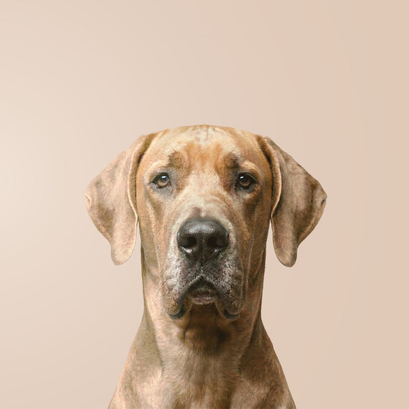 Deutsche Dogge