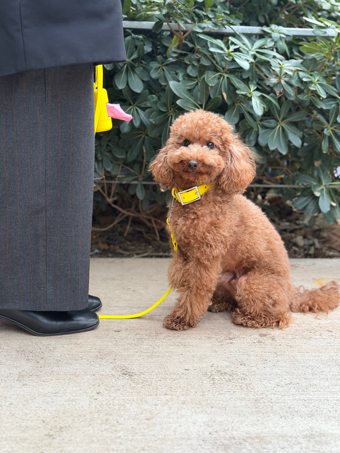 Smart Dog Collar - Multicolore